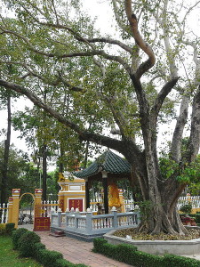 Giac Lam Pagoda Ho Chi Minh bodhi tree